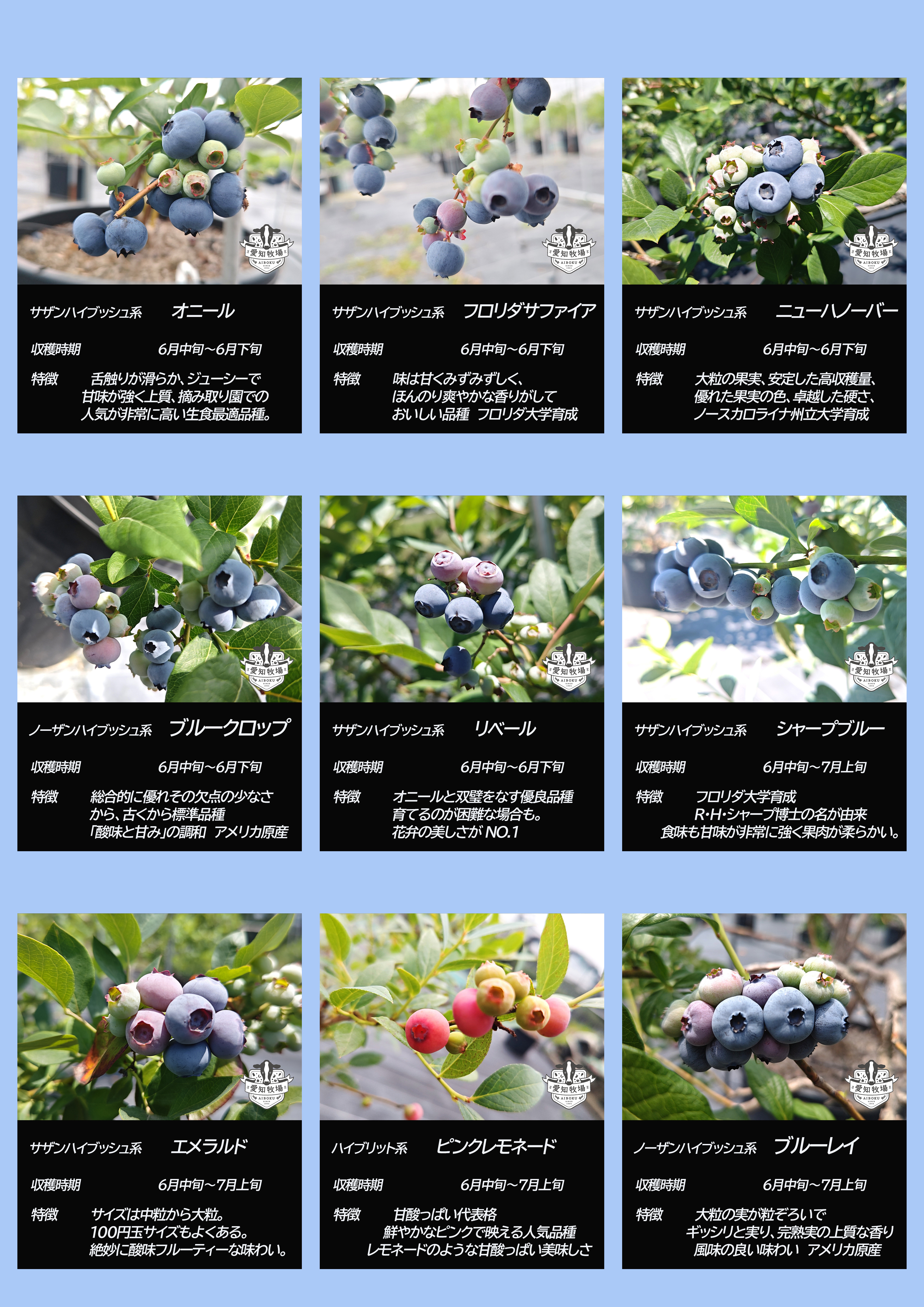 ブルーベリー品種一覧2