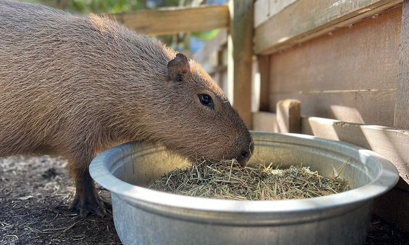 カピバラ