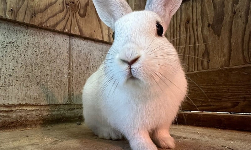 ウサギ