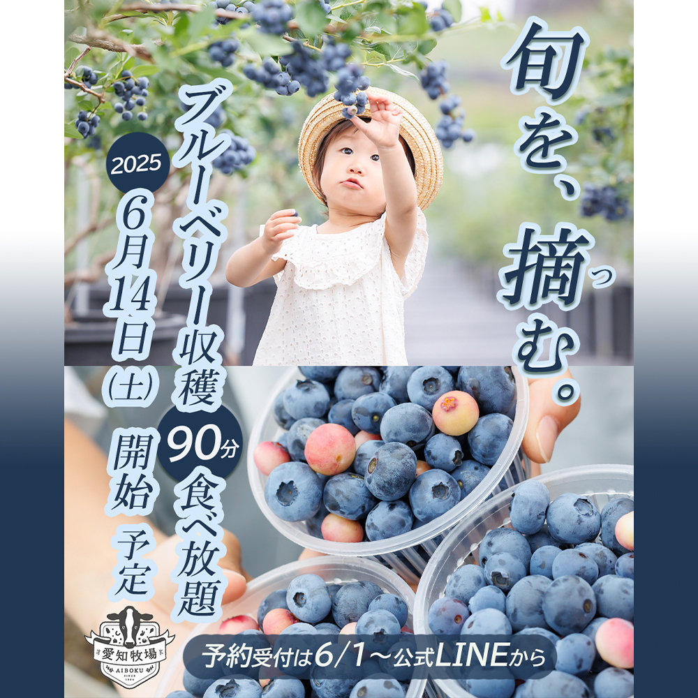 ブルーベリー狩り食べ放題開催中