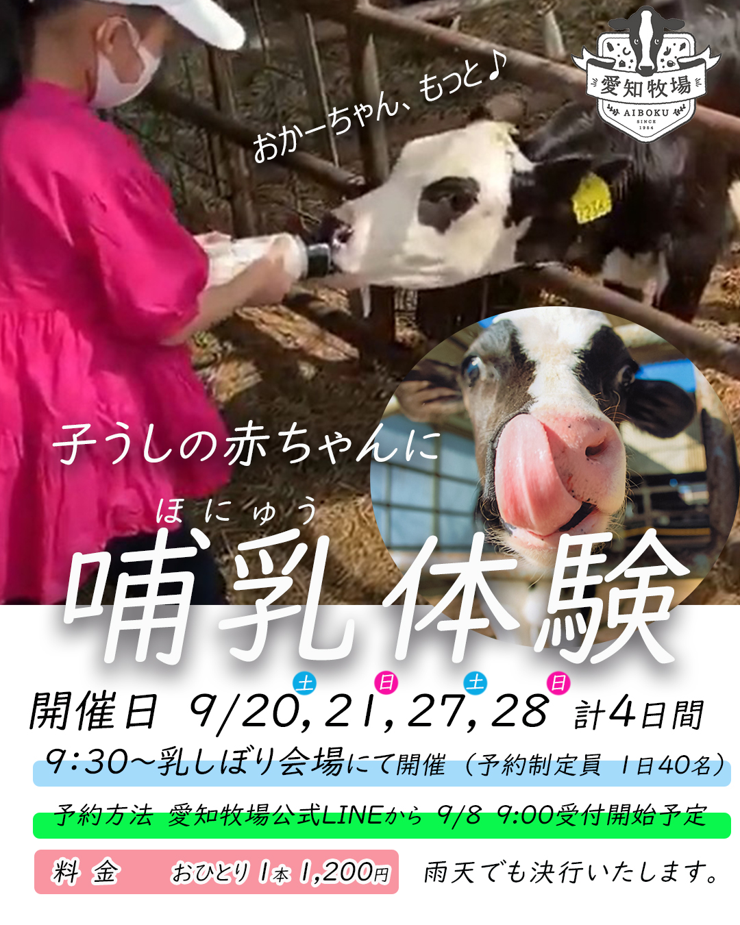 子牛の赤ちゃんに哺乳体験　9/20から土日４日間
