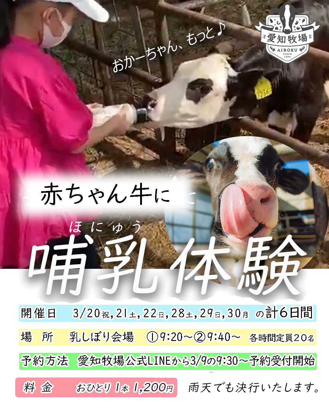 赤ちゃん牛に哺乳体験を開催3/20～