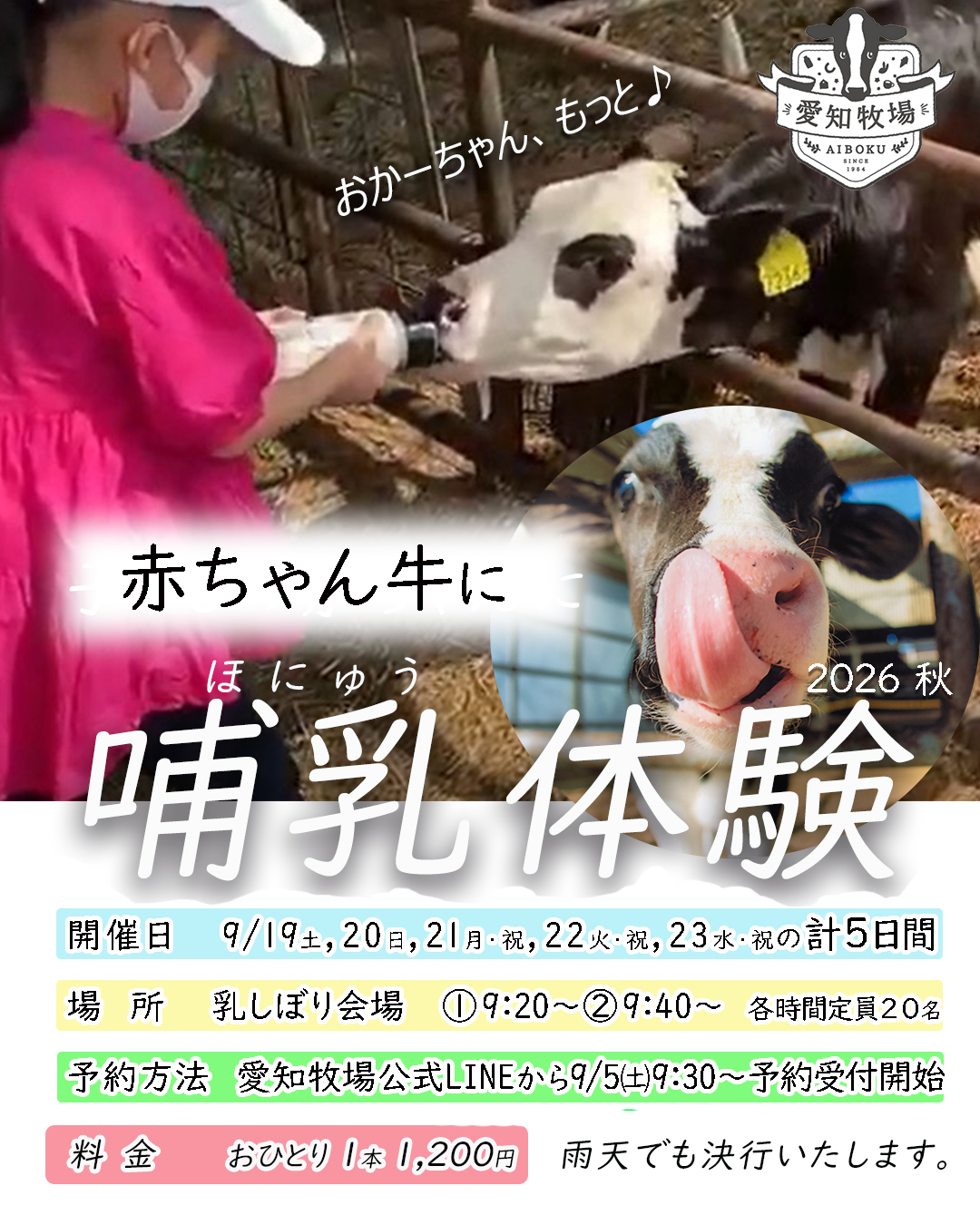 赤ちゃん牛に哺乳体験を開催9/19～